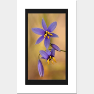 Dianella .. The intimate version Posters and Art